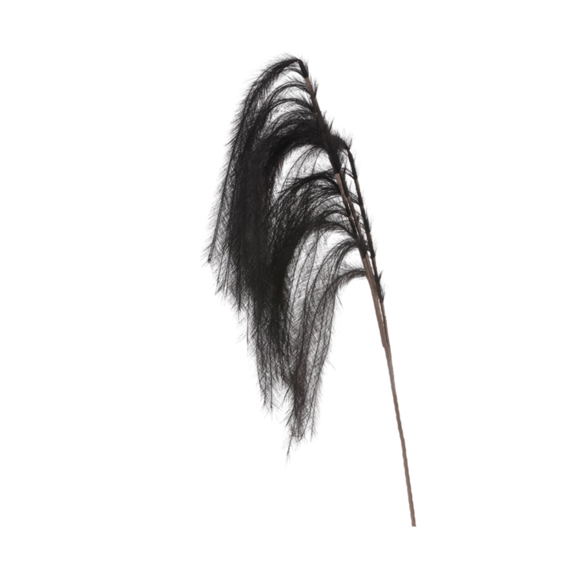 Black Pampas Stem