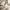 Marco White Round Wooden Dining Set With 4 Rhea Gold Chairs