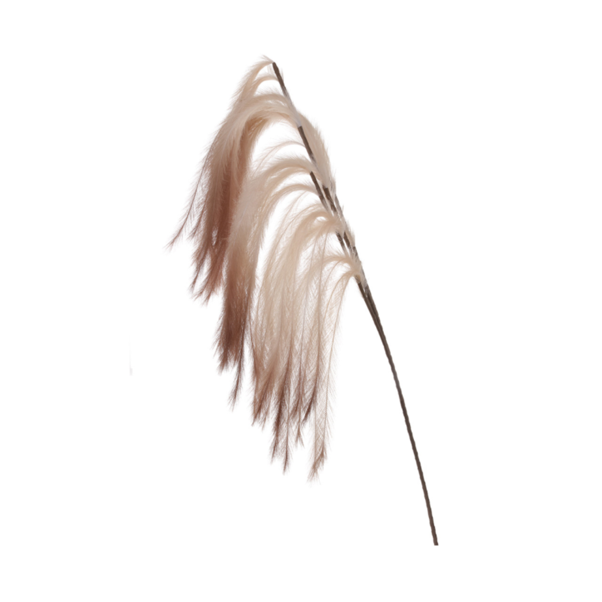 Coffee Brown Pampas Stem