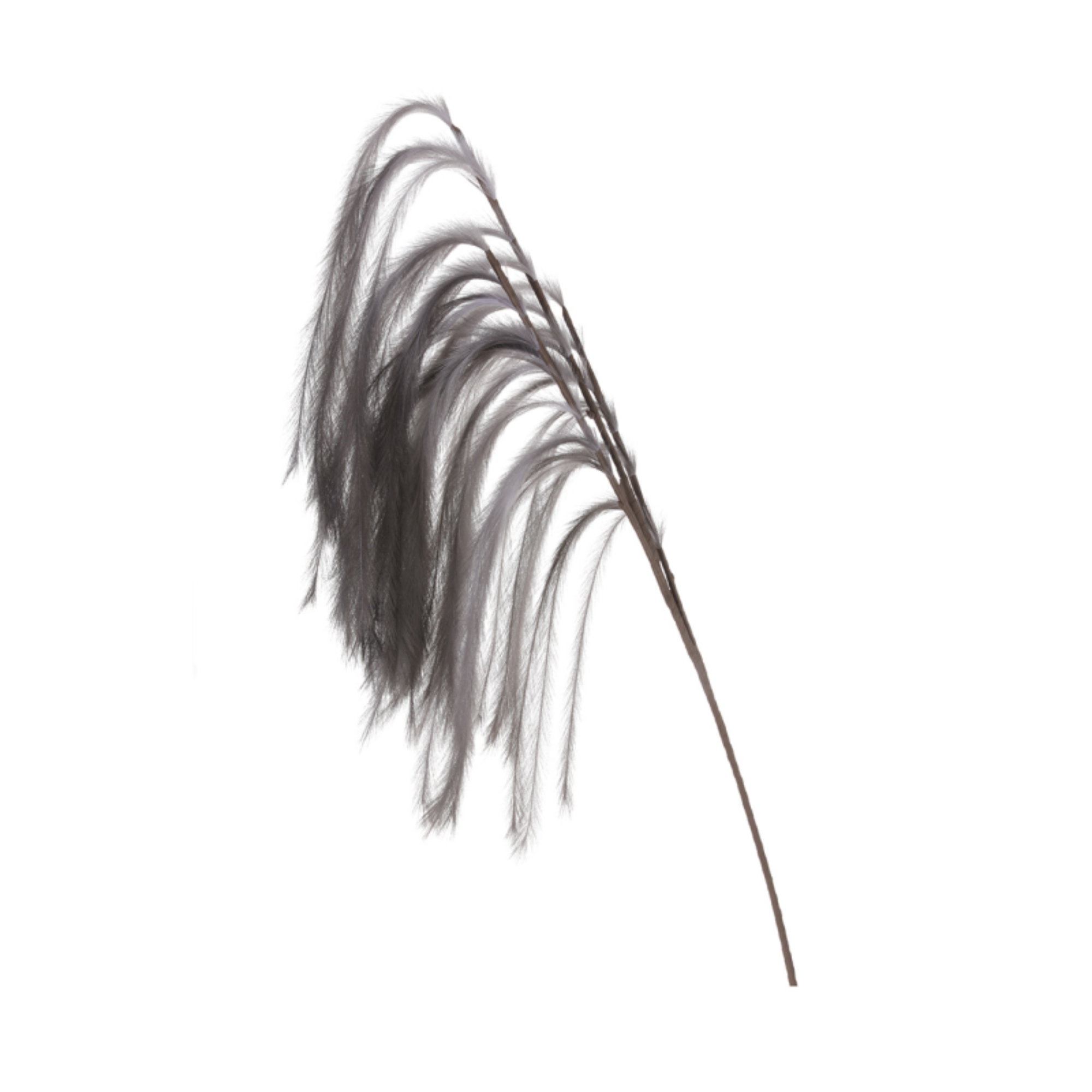 Grey Spray Pampas Stem